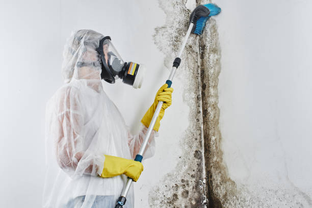 Best Office Mold Removal Services  in Port Norris, NJ