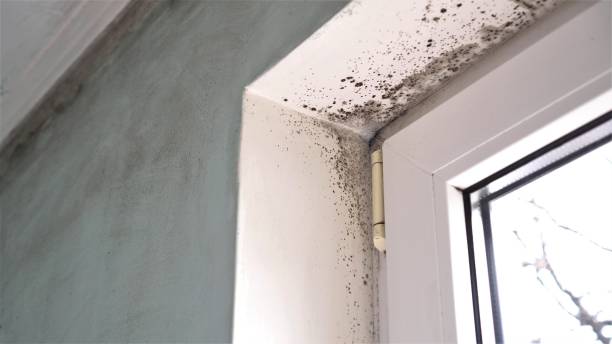 Best Mold Testing  in Port Norris, NJ