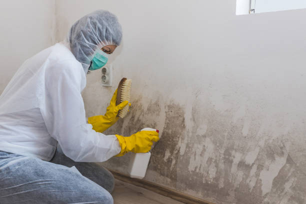 Best Attic Mold Removal  in Port Norris, NJ