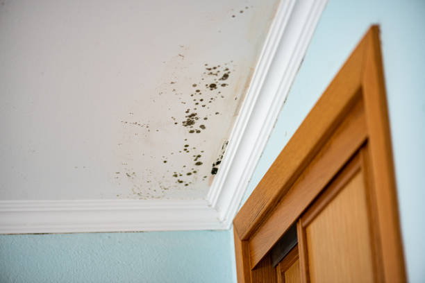 Best Fast Mold Removal  in Port Norris, NJ