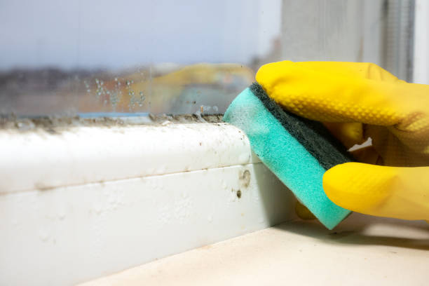 Best Mold Removal Specialists  in Port Norris, NJ