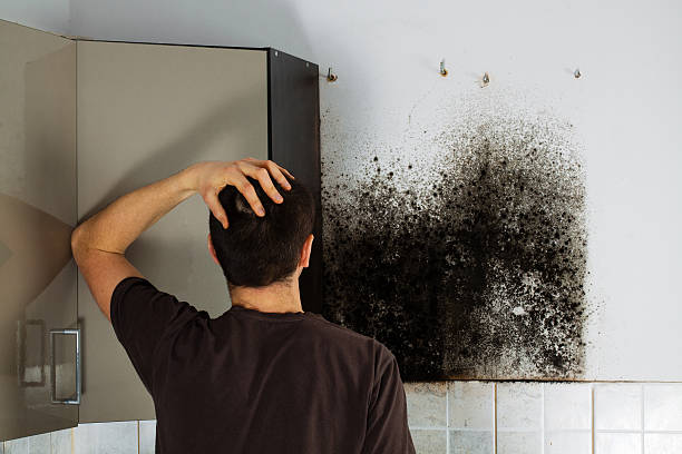 Mold Removal Process in Port Norris, NJ