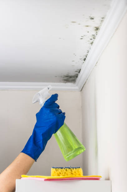 Best Residential Mold Removal  in Port Norris, NJ